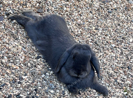 Dark grey rabbit called Jessica