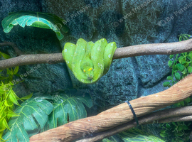 Green Tree Python - price drop