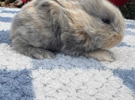 Four gorgeous mini lops for sale