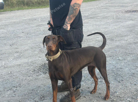 Beautiful family dobermanns *2 pups 2 boys*
