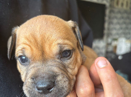 Puppy