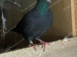 Black cock racer racing pigeon