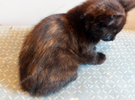 Girl Kitten Torti Black Ginger Tortoiseshell