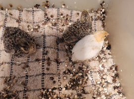 Chinese painted quail