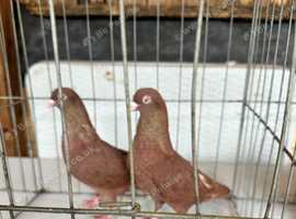Pigeons for sale
