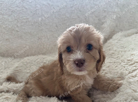 Beautiful cavapoo girl
