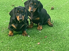 Dachshund Puppies