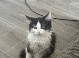 2 kittens needing forever home