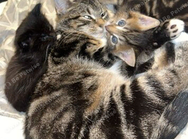 Kittens
