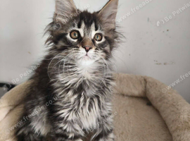 ready now STUNNING TICA MAINE COON KITTENS