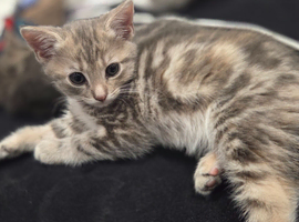 Beautiful Girl Tabby Kitten