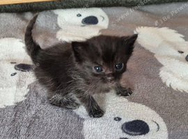 Kittens available to reserve