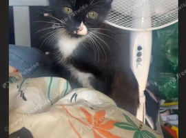 Beautiful boy kitten