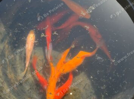 Stunning Goldfish