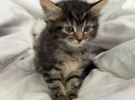 3 kittens for sale