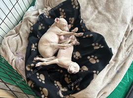 2 amazingly gorgeous Italian Greyhound puppies