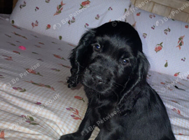 Beautiful black cockerdor puppy.