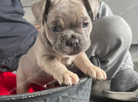 French bulldog puppies for sale