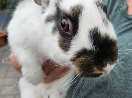 Newzealand rabbits for sale