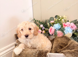 Gorgeous F1B Cockapoo puppies ready now
