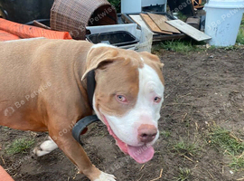 Mixed breed male dog