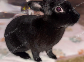 Black suede Rex (neutered/vaccinated male)