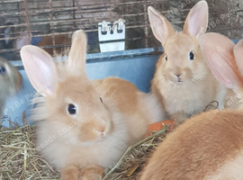 Lionhead baby rabbits