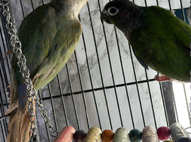 Baby&rsquo;s green cheek conure