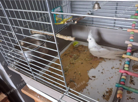 2 cockatiels white face pied and lution
