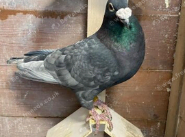 Coloured Racing Pigeon