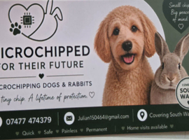 Microchip dog and rabbits