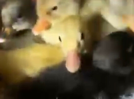 Duck and ducklings