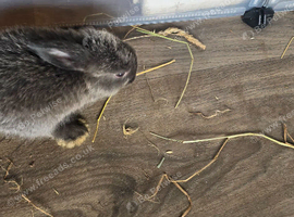 Baby rabbits