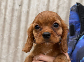 Cavalier King Charles spaniel