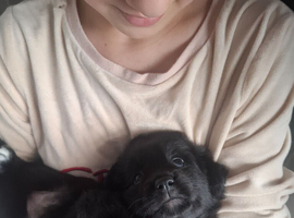 Shepadore puppies German Shepherd &times; Labradore puppies for sale