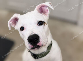 8 month old puppy for sale