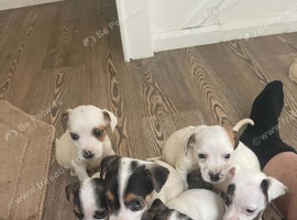 Jack russell