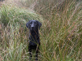 Part trained 11 month old male make brilliant pet or working dog
