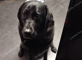 Adult Labrador