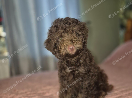 Miniature poodle male puppy