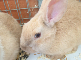 Rabbit