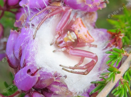 Thomisus Onustus - Flower Crab Spider