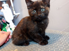Kitten Torti Black Ginger