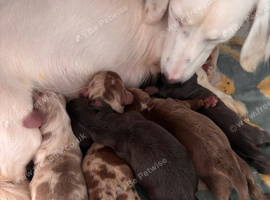 Miniature dachshund puppies