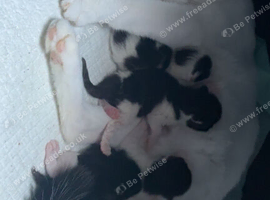 Female kitten ready for her new forever home