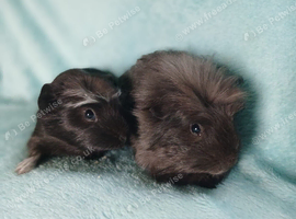 Pair of boy guinea pigs ready now
