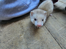 Ferret kits