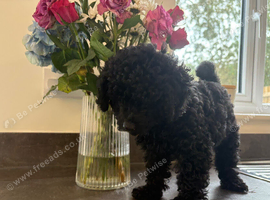 Full black toy poodle puppy