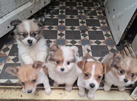Jackpom puppies