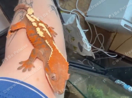 Sable crested gecko